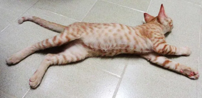 Gato ra a SRD idade 2 a 6 meses nome Calvin 