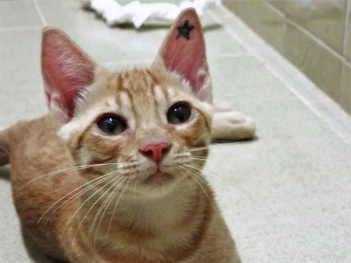 Gato ra a SRD idade 2 a 6 meses nome Calvin 