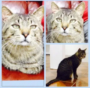 Gato raça SRD idade 3 anos nome Cabeção