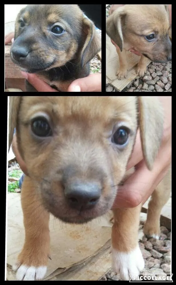 Cachorro ra a Sem raça definida idade 2 a 6 meses nome O nome será colocad