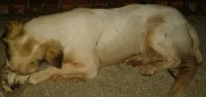 Cachorro raça Mestiça de Border Colie com vira-lata idade 2 a 6 meses nome Meg
