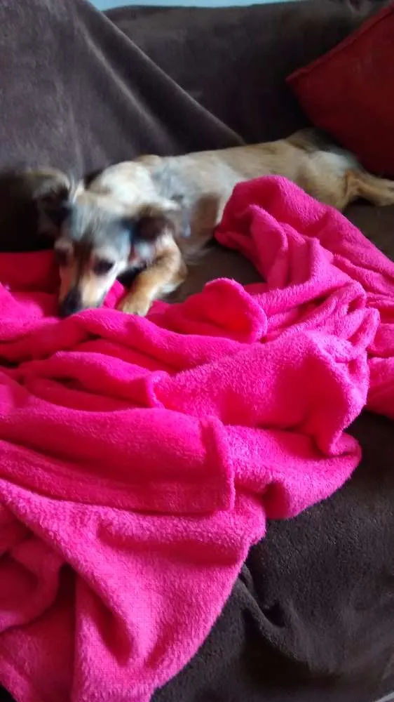 Cachorro ra a Srd idade 1 ano nome Lola