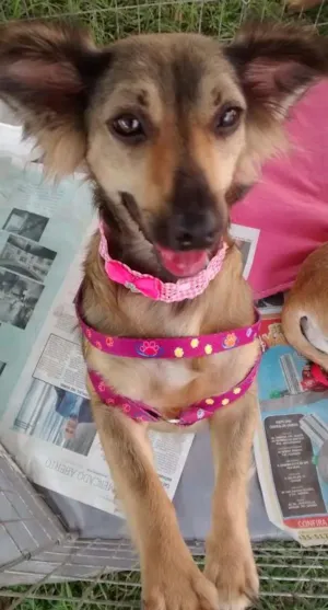 Cachorro raça Srd idade 1 ano nome Lola