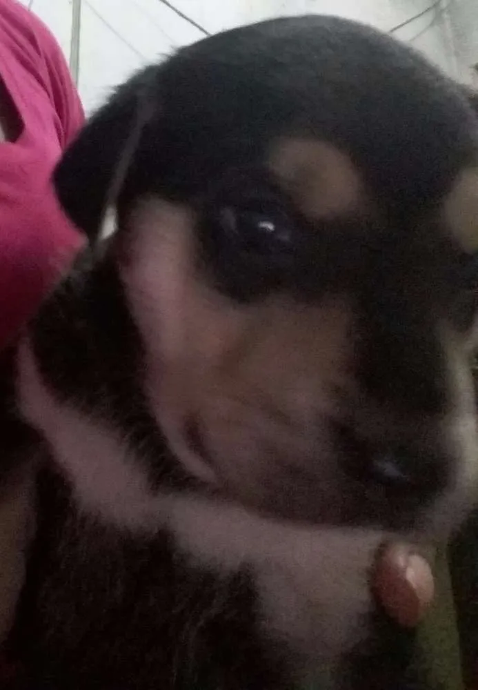 Cachorro ra a Não são de raça  idade Abaixo de 2 meses nome Sem nome