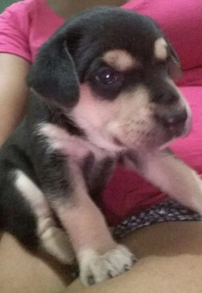 Cachorro ra a Não são de raça  idade Abaixo de 2 meses nome Sem nome