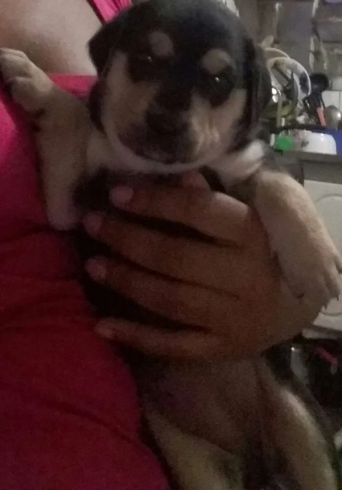 Cachorro ra a Não são de raça  idade Abaixo de 2 meses nome Sem nome