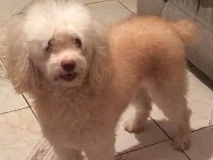 Cachorro raça Poodle e poodle com coque spain idade 5 anos nome Mel e Chqiuinha