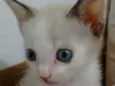 Zenaide (porque ela