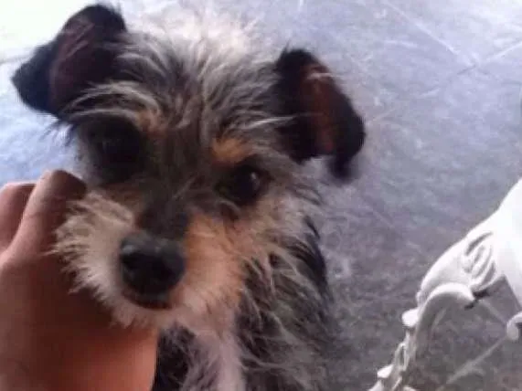 Cachorro raça não sei  idade 1 ano nome Nina 