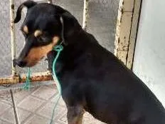 Cachorro ra a indefinido idade 2 anos nome Sem nome