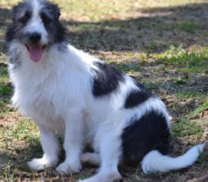 Cachorro ra a SRD idade 3 anos nome FAÍSQUINHA, fofura!