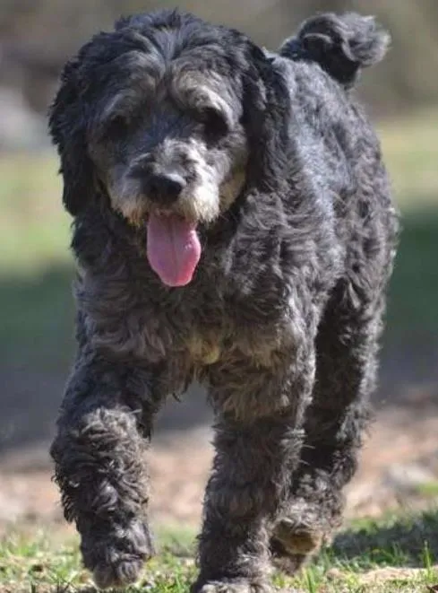 Cachorro ra a SRD idade 3 anos nome DOLAN, príncipe! 