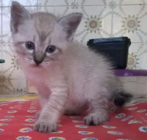 Gato raça SRD idade 2 a 6 meses nome Mario