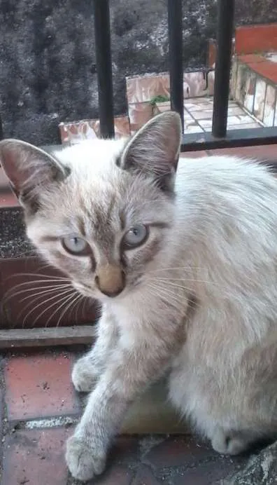 Gato ra a SRD idade 2 a 6 meses nome Mario