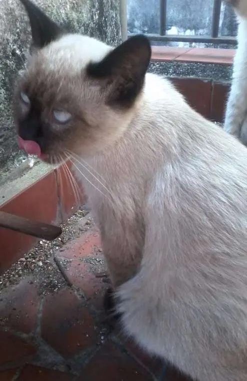 Gato ra a Siamês idade 2 a 6 meses nome Sem nome