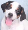 Ozzy Bebezinho