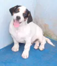 Ozzy Bebezinho