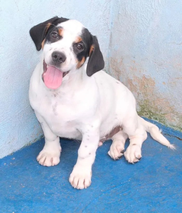 Cachorro ra a  idade 2 a 6 meses nome Ozzy Bebezinho