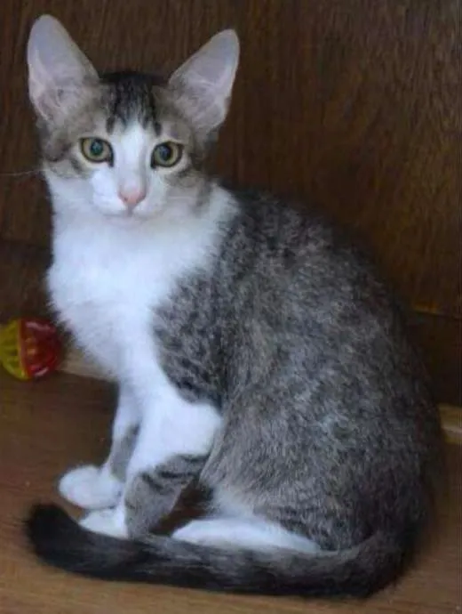 Gato raça SRD idade 2 a 6 meses nome Pernalonga