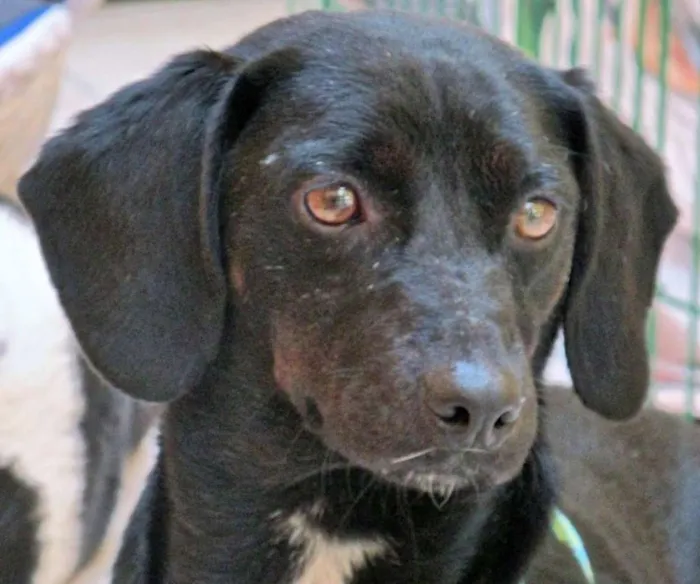 Cachorro ra a  idade 2 anos nome Kelly