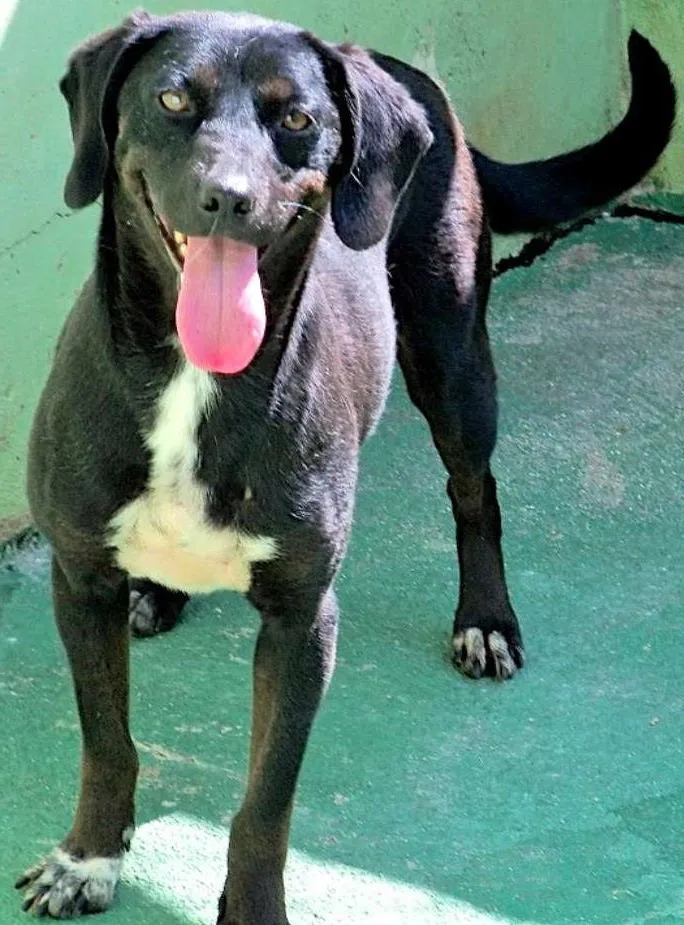 Cachorro ra a  idade 2 anos nome Kelly