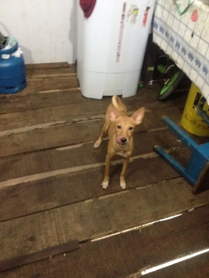 Cachorro raça vira lata idade 7 a 11 meses nome Perola 