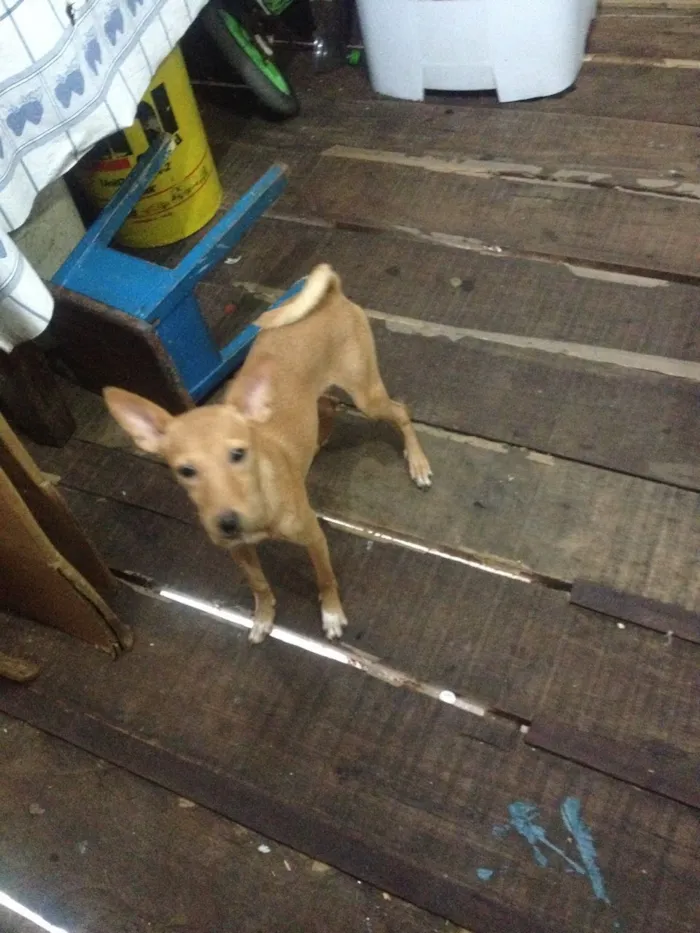 Cachorro raça vira lata idade 7 a 11 meses nome Perola 
