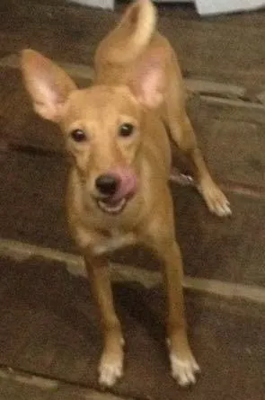 Cachorro raça vira lata idade 7 a 11 meses nome Perola 