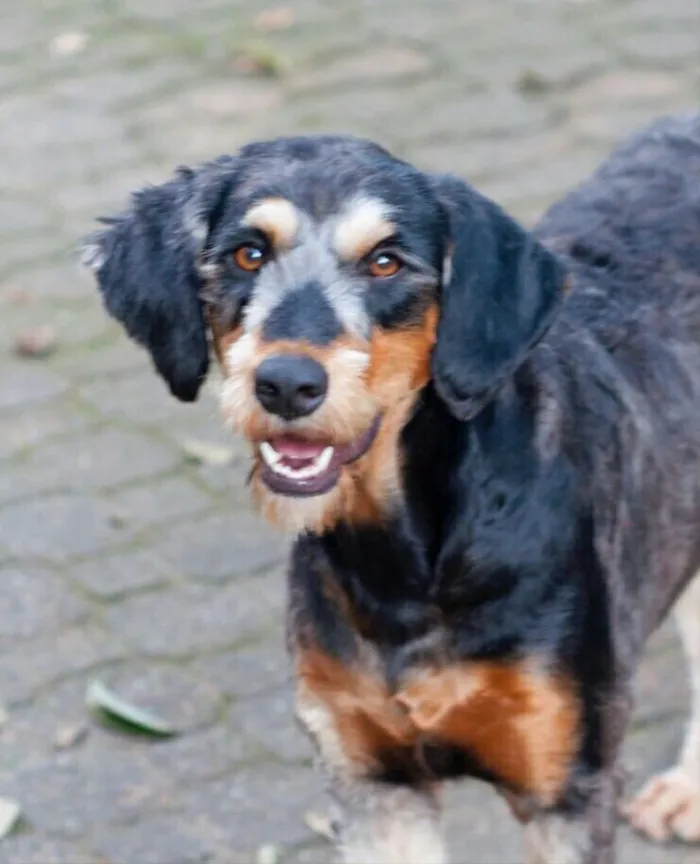 Cachorro ra a Indefinida  idade 1 ano nome Rebeca