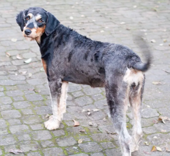 Cachorro ra a Indefinida  idade 1 ano nome Rebeca