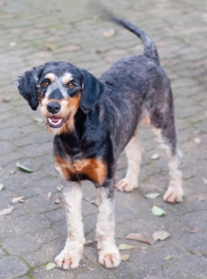 Cachorro ra a Indefinida  idade 1 ano nome Rebeca