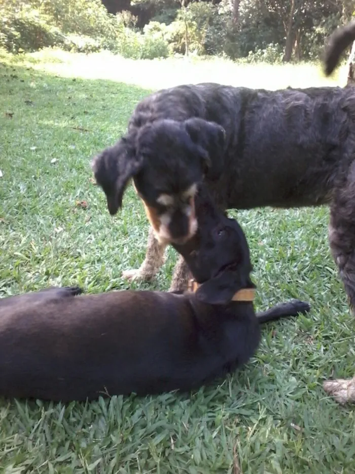 Cachorro ra a Indefinida  idade 1 ano nome Rebeca