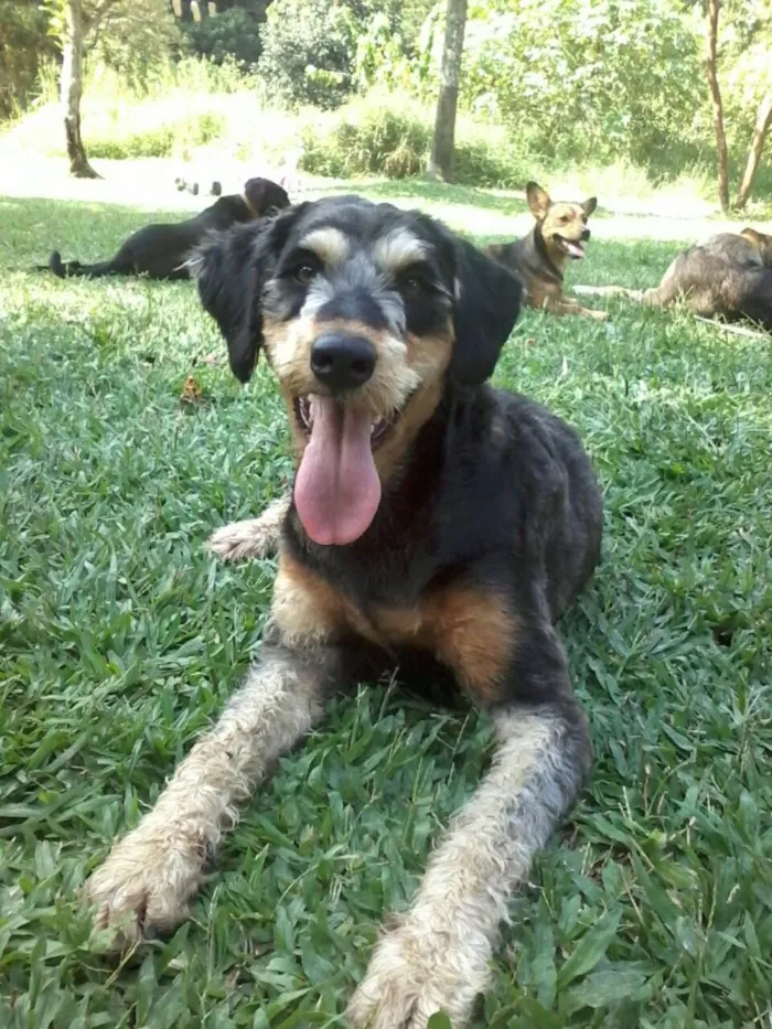 Cachorro ra a Indefinida  idade 1 ano nome Rebeca