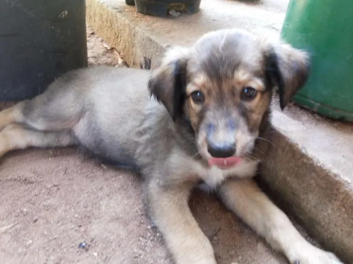 Cachorro raça Sem Raça Definida idade 2 a 6 meses nome Ursa e Anna