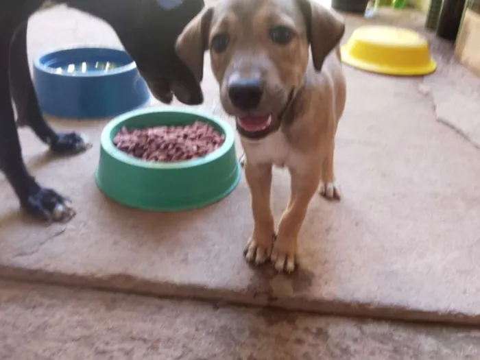 Cachorro raça Sem Raça Definida idade 2 a 6 meses nome Ursa e Anna