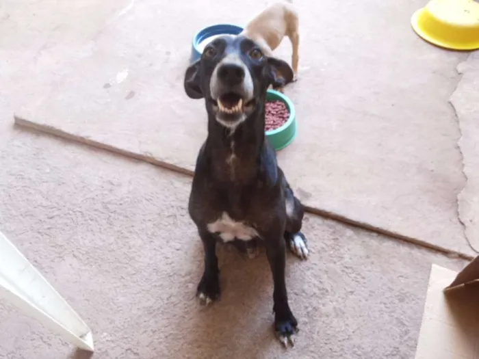Cachorro raça SRD idade 5 anos nome Neguinha