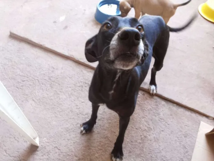 Cachorro raça SRD idade 5 anos nome Neguinha