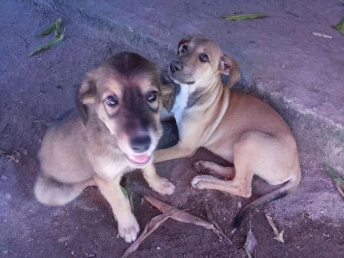 Cachorro raça Sem Raça Definida idade 2 a 6 meses nome Ursa e Anna
