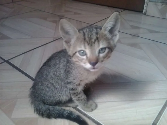 Gato ra a SRD idade 2 a 6 meses nome Gatinhos