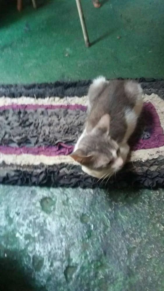 Gato ra a não sei idade 2 a 6 meses nome Sidnei