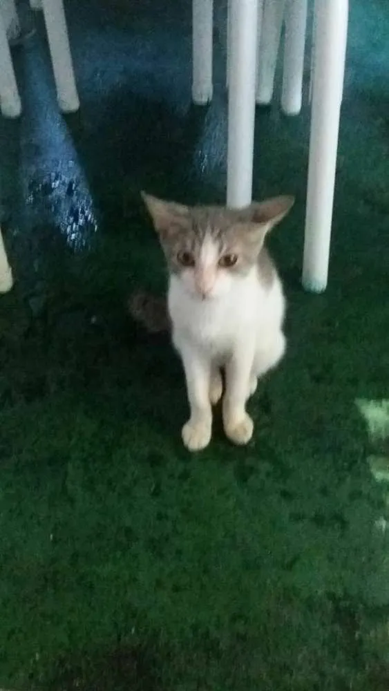 Gato ra a não sei idade 2 a 6 meses nome Sidnei