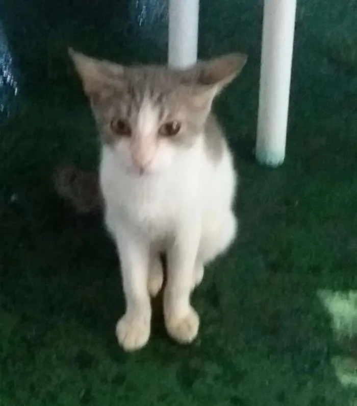 Gato ra a não sei idade 2 a 6 meses nome Sidnei