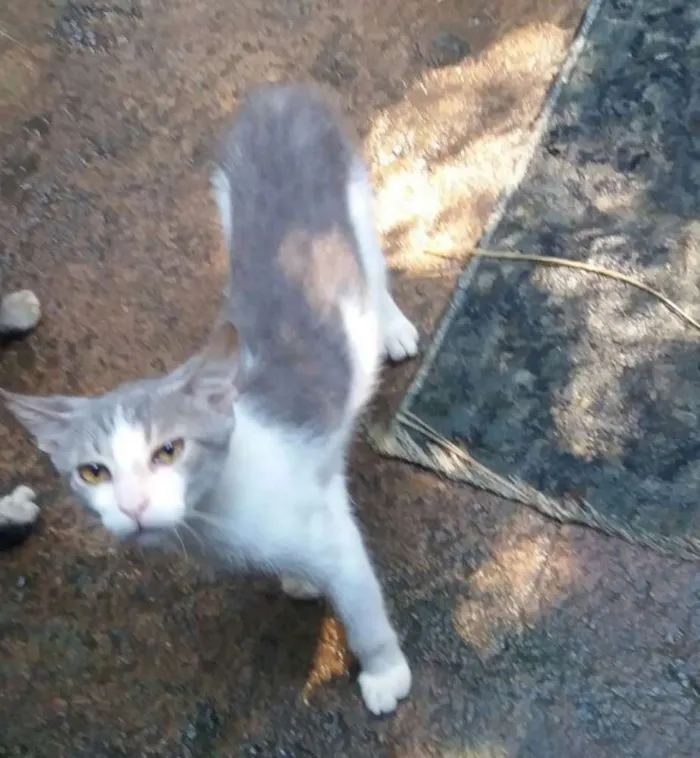 Gato ra a não sei idade 2 a 6 meses nome Sidnei