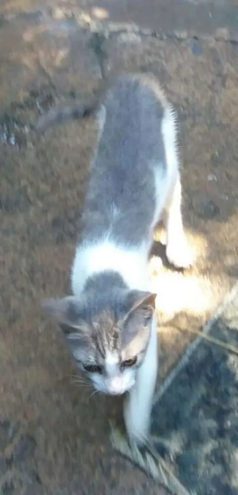Gato ra a não sei idade 2 a 6 meses nome Sidnei
