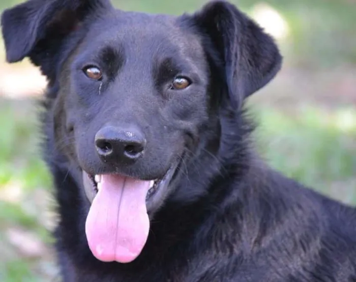 Cachorro ra a SRD idade 2 anos nome BARACK