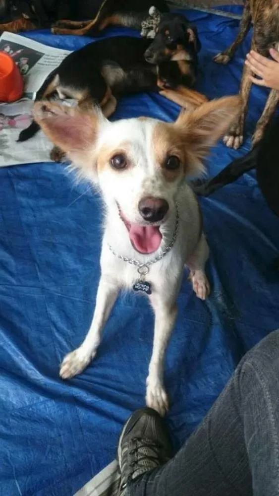 Cachorro ra a SRD idade 1 ano nome Clara