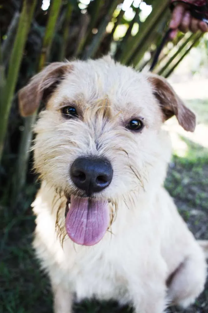 Cachorro ra a SRD idade 1 ano nome Pilequinho