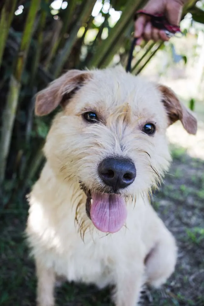 Cachorro ra a SRD idade 1 ano nome Pilequinho