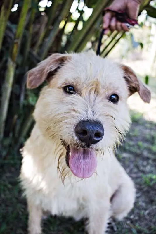 Cachorro ra a SRD idade 1 ano nome Pilequinho