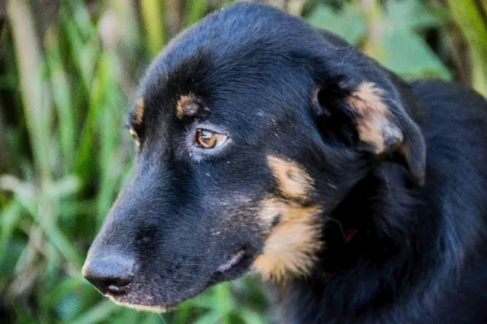 Cachorro ra a SRD idade 2 a 6 meses nome Mickey